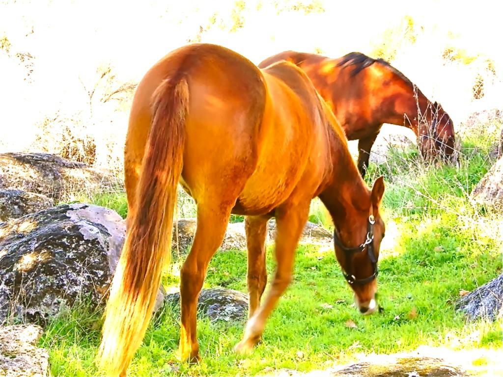 Quinta Do Marvao ξενώνας Δωμάτιο φωτογραφία