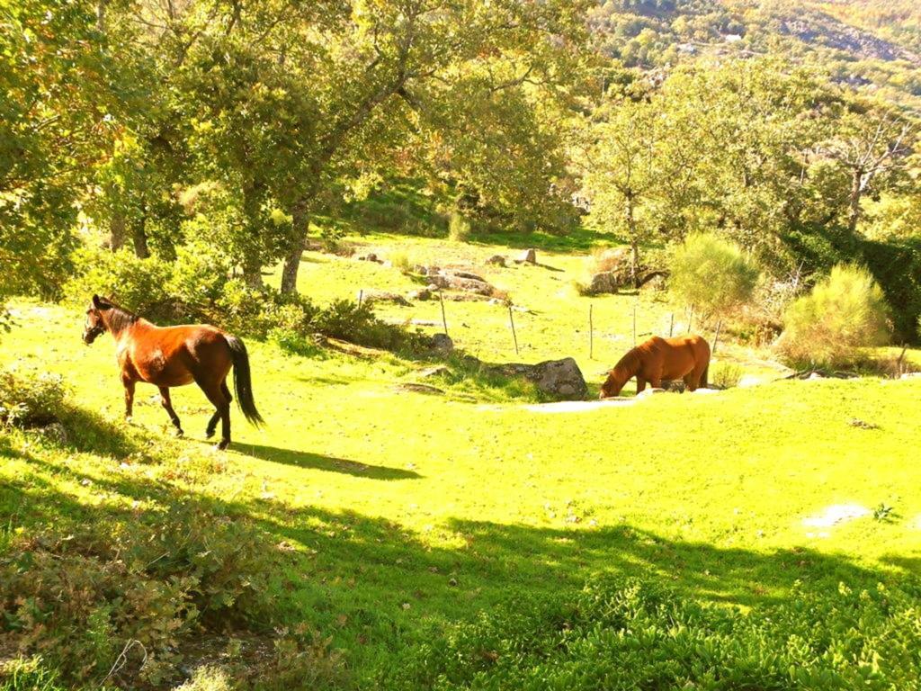 Quinta Do Marvao ξενώνας Δωμάτιο φωτογραφία