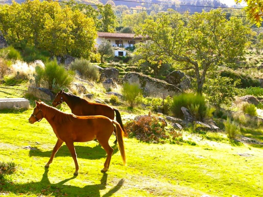 Quinta Do Marvao ξενώνας Δωμάτιο φωτογραφία